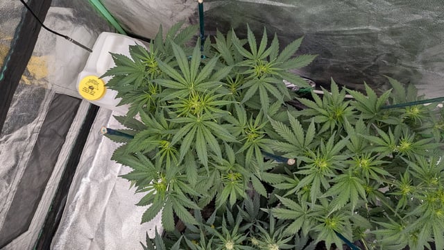 Perpetual Autoflower Mixed Grow #3 — vegetative, day 36