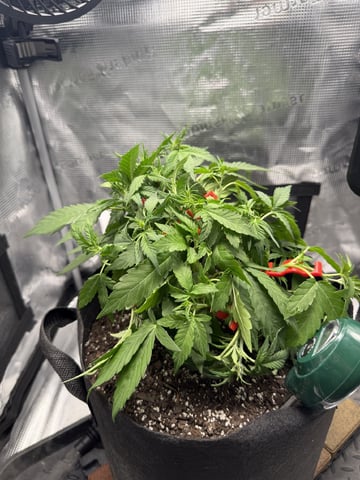 Gorilla Cookies 2nd Try — flower, day 42