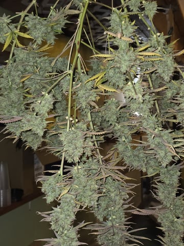 3rd Auto Grow — flower, day 120