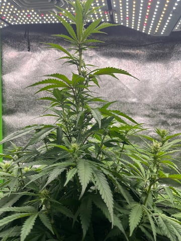 My First Four — flower, day 66