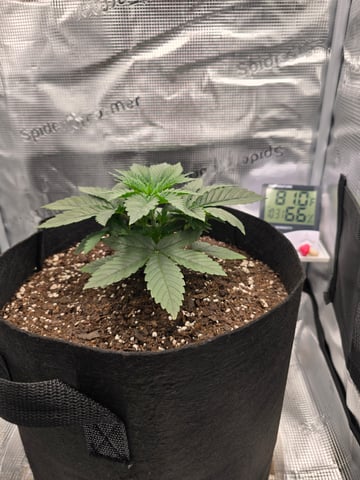 Northern lights #10 (Alaska) — vegetative, day 18