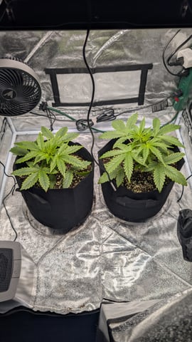 Grow 1 — vegetative, day 27
