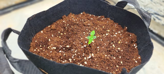 Second Grow  — seedling_rooting, day 8