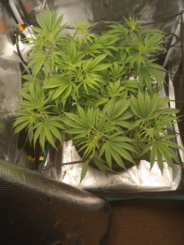 White Widow XXL Auto — vegetative, day 39