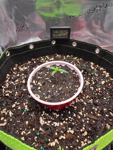blue dream auto — vegetative, day 10