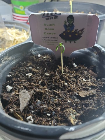 Alien Rock Candy & Grape Deebo — germination, day 6