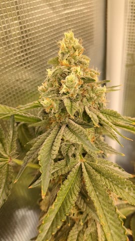 1st grow continued  — flower, day 47