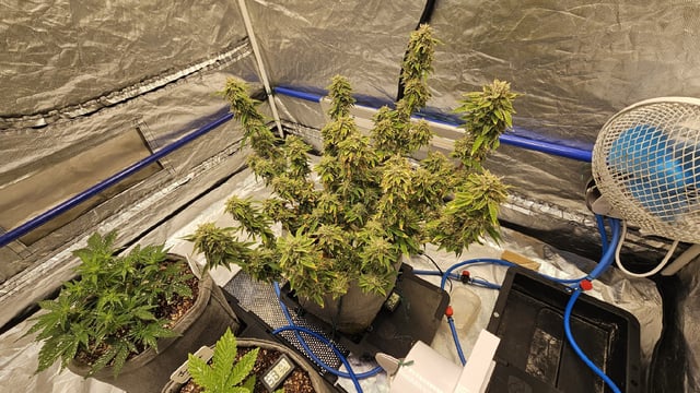 Autos For The Rest Of Winter 🔥🔥😉