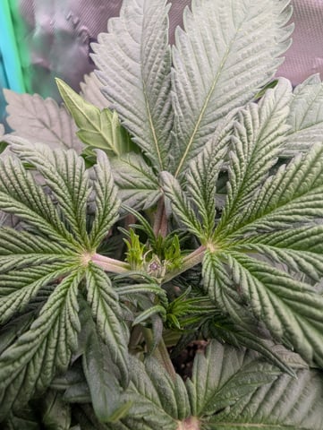Piggy Stardust — vegetative, day 31