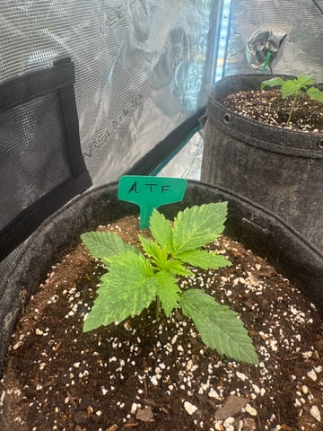  Alaska Thunderfuck — grow_setup, day 1
