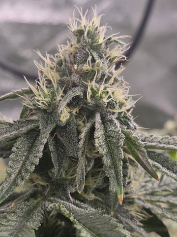 Oceanz 16 — flower, day 144