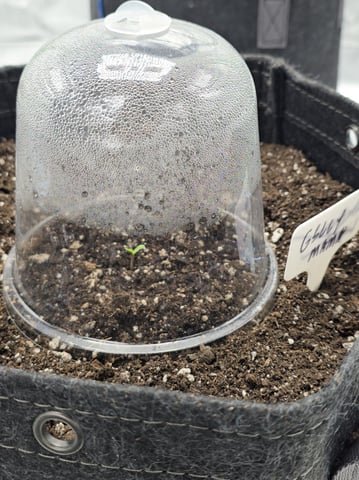 2nd grow round 2 — germination, day 1