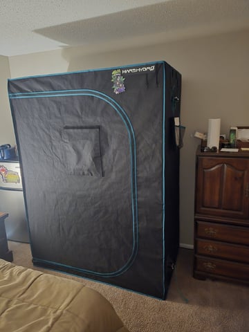 4 strains in 1 tent — vegetative, day 1