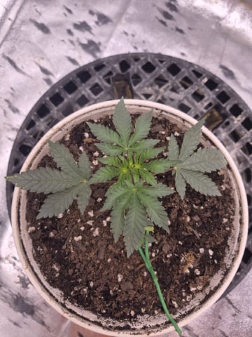 Humboldt Orange Creampop
