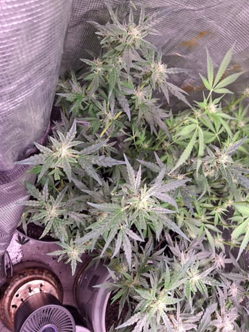 lil babies  — flower, day 38