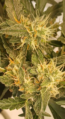 5 — flower, day 19