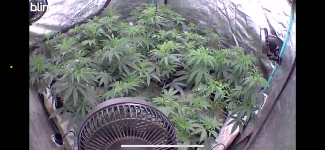 PKB remix/PotG — vegetative, day 60