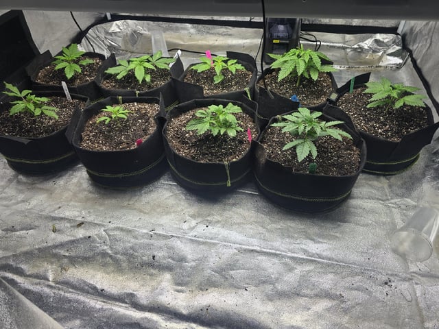 Autos AGAIN — vegetative, day 21