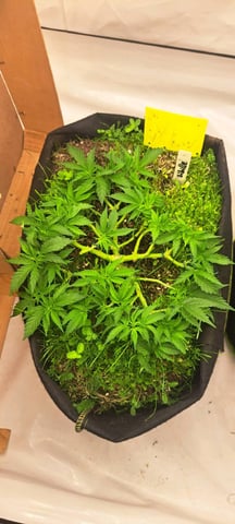 First Grow with the new setup  — vegetative, day 45