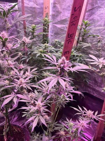 Mike Tyson Colab — flower, day 83
