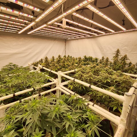 true genetics  — flower, day 34