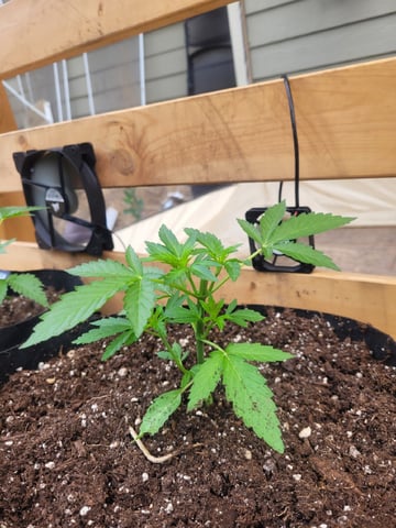 Clones And Hermie Seeds — vegetative, day 40