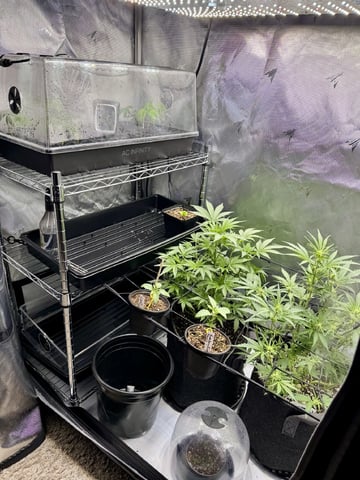 Gas Man #1 — vegetative, day 64