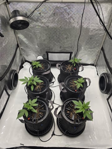 2nd Grow Lemon Cherry Cookies — vegetative, day 20