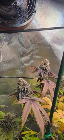 Looking for advice! — flower, day 98
