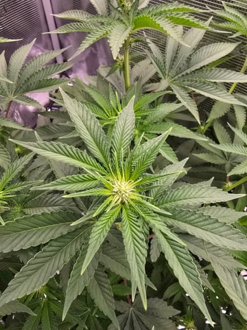 Northern lights #10 (Alaska) — flower, day 50