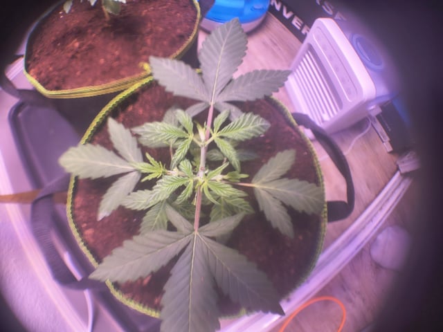 pineapple Express  — none, day 175