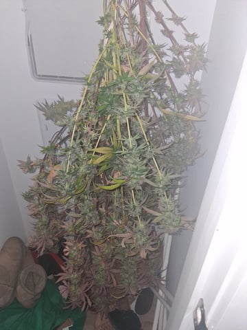 Free Seeds — harvest, day 167