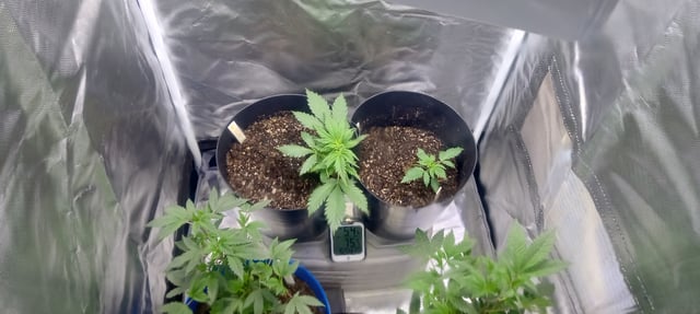 frst grow tent grow — vegetative, day 29
