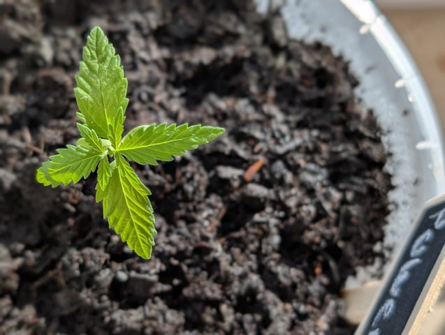 My First Grow 🪴 April '26 — seedling_rooting, day 18