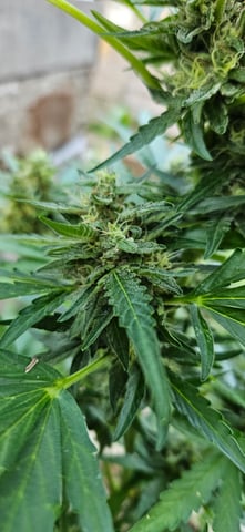 girl scout cookies (auto) — flower, day 71