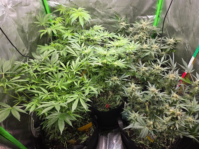 Special Queen 1 Fem+ Watermelon Auto — flower, day 63