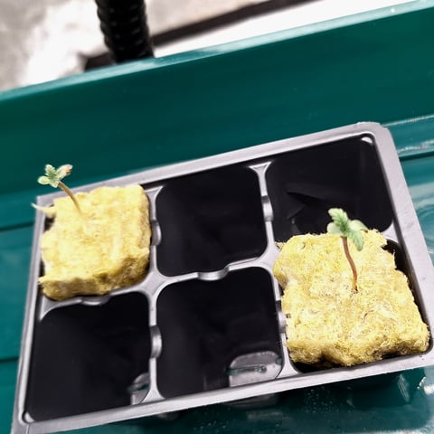 Blackberry Kush — seedling_rooting, day 1