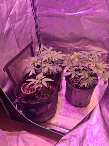 My Girls — vegetative, day 5