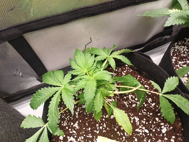 Last girls got kicked. — vegetative, day 24
