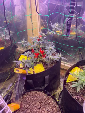 Frankengrape  — flower, day 4