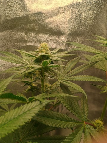 lil Slurry, first grow — flower, day 67