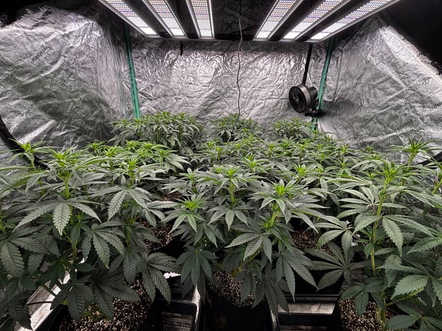 Pink Passion Fruit — flower, day 57