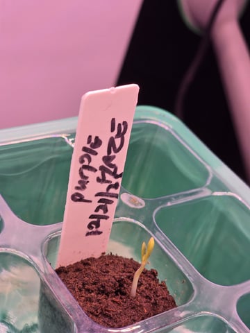 1st Auto Grow (LSD + BrB) - 1st indoor Grow — germination, day 4