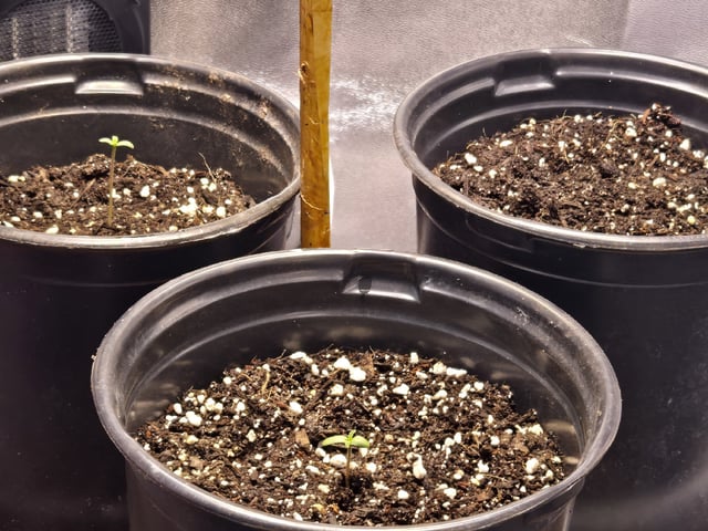 first grow second plant  — seedling_rooting, day 2