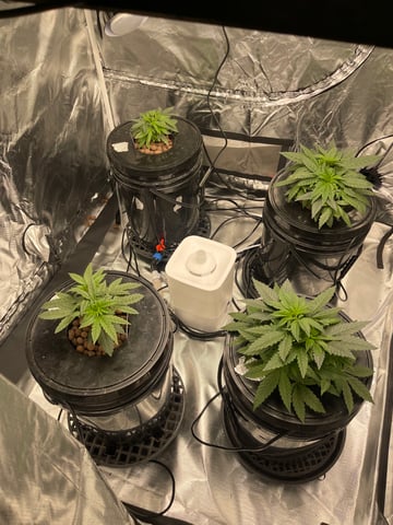 1st Ever Grow (Fat Bastard)(RDWC)  — vegetative, day 40