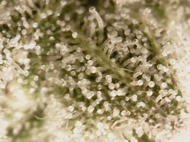 3rd run, 8 plant mom hunt - indoor top fed DTW with rockwool — flower, day 152