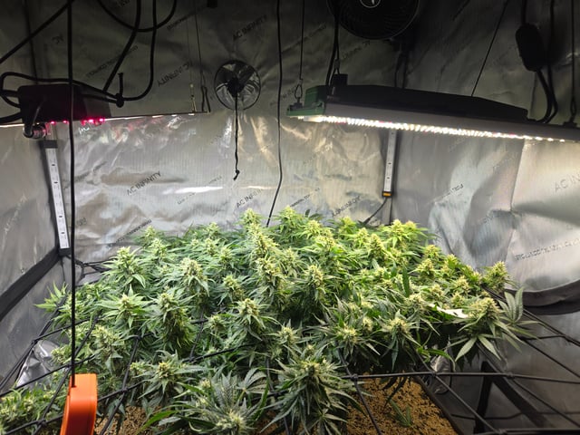 White rhino — flower, day 81