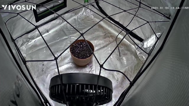 strawberry cough — flower, day 33