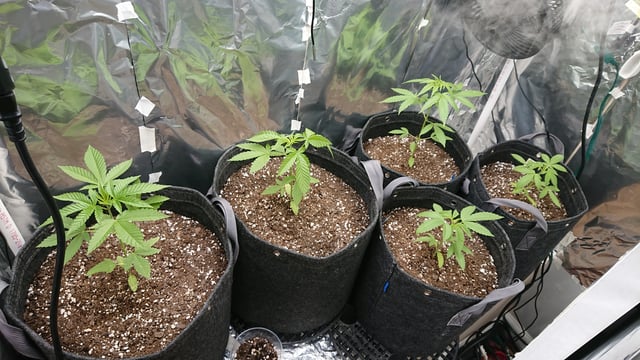 Rainbow runtz  — vegetative, day 1