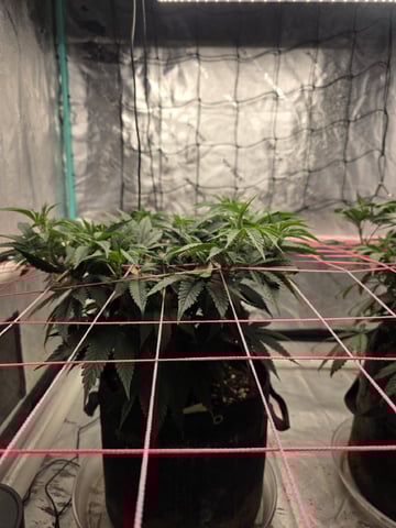 Granny Candy and PLCG — vegetative, day 72